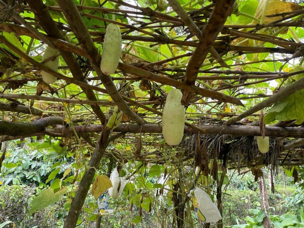 New Organic Home Stay Mudigere Exterior foto